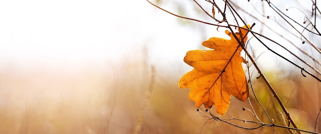 Sfondo autunnale con foglia di quercia secca sullo sfondo del cielo con tempo soleggiato, spazio copia