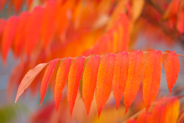 Sfondo autunnale con foglie arancioni da vicino