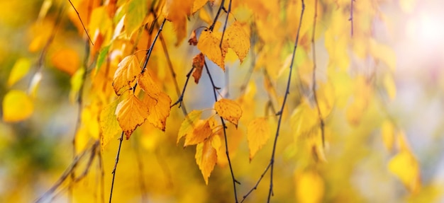 Sfondo autunnale con foglie di betulla gialle su un ramo di un albero