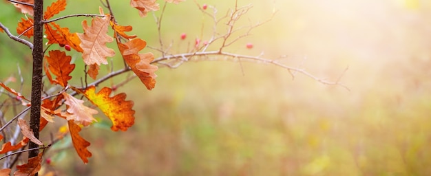 Sfondo autunnale con foglie di quercia autunnali secche, copia spazio