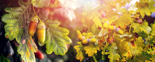 Sfondo autunnale con foglie di quercia e ghiande su un albero in una giornata di sole panorama