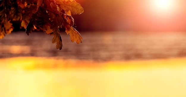 Sfondo autunnale con foglie di quercia secche in riva al fiume durante il tramonto in caldi colori autunnali