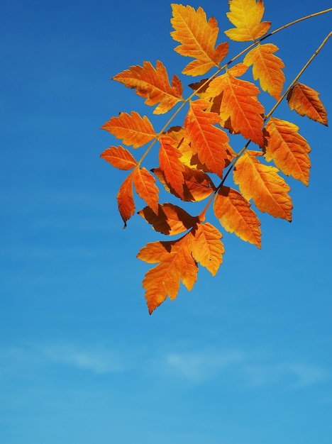 sfondo autunnale con foglie gialle secche