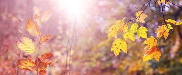 Sfondo autunnale con foglie secche sugli alberi in una giornata di sole