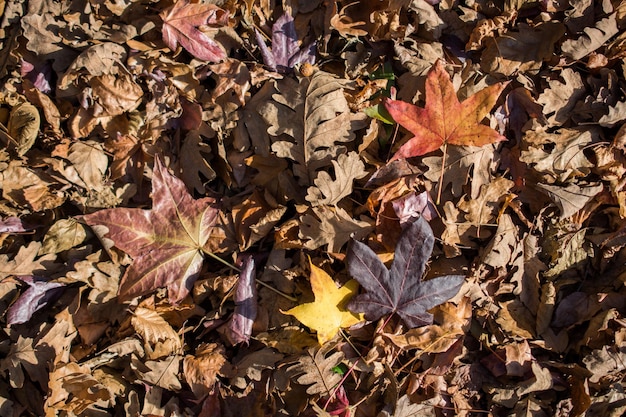 Sfondo autunnale con foglie secche