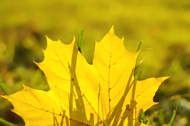 Sfondo autunnale con fuoco selettivo foglia d'acero dorato