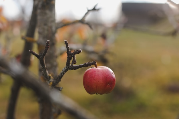 Sfondo autunnale con mele rosse sui rami in giardino