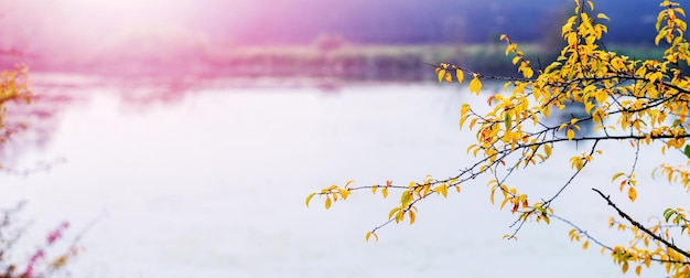 Sfondo autunnale con un ramo di un albero con foglie gialle vicino al fiume nello spazio della copia del tempo soleggiato