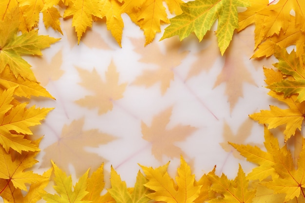 Sfondo autunnale con una cornice di foglie di acero gialle e copia spazio per il testo