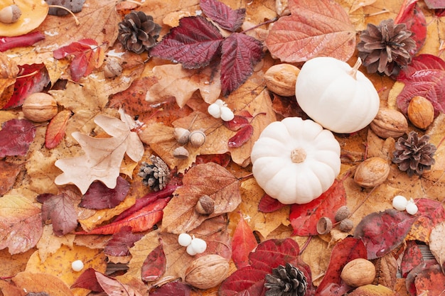 Sfondo autunnale con zucca bianca e foglie autunnali colorate