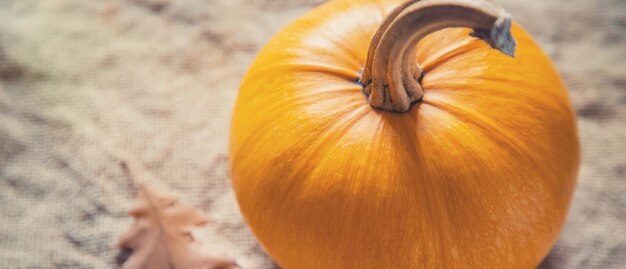 Sfondo autunnale con zucca