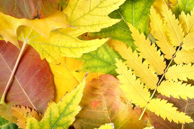 Sfondo autunnale da foglie di diversi colori