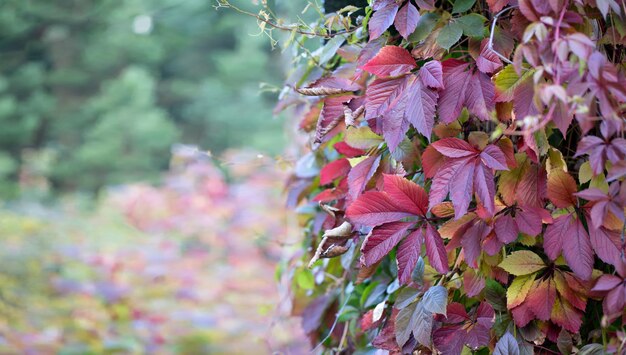 Sfondo autunnale da foglie multicolori di una liana rampicante sullo sfondo di un giardino autunnale con spazio per la copia