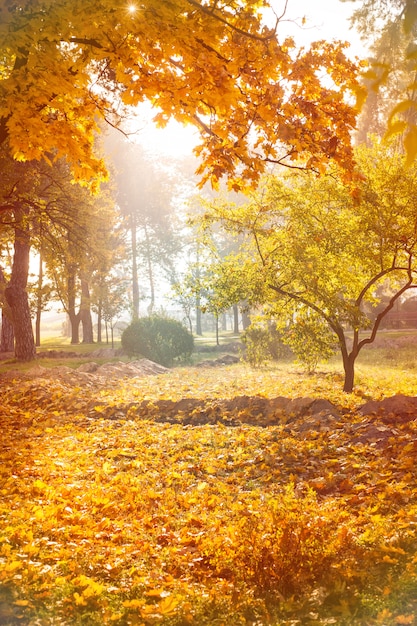 Sfondo autunnale del parco