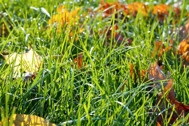 Sfondo autunnale di erba verde con foglie ascisse