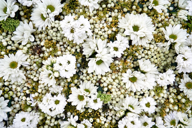 Sfondo autunnale di fiori bianchi.