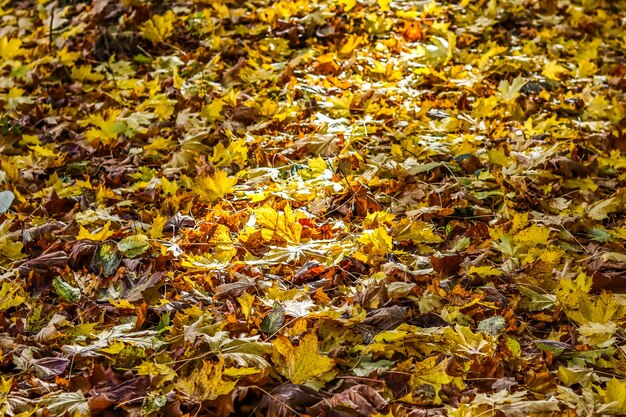 Sfondo autunnale di foglie gialle cadute alla luce del sole