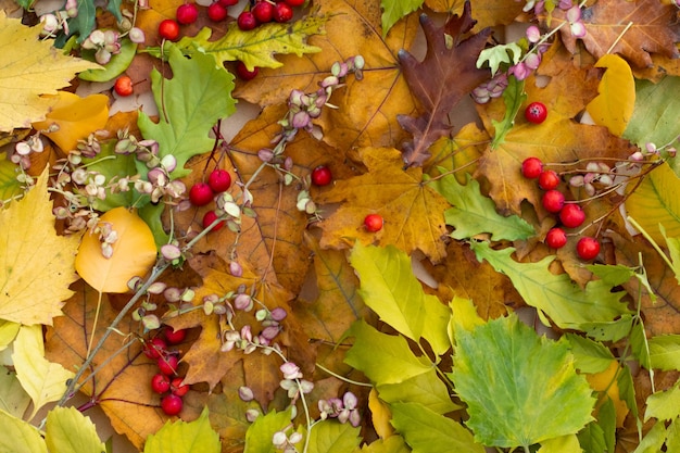 Sfondo autunnale di foglie gialle e verdi cadute, bacche rosse di viburno, vista dall'alto