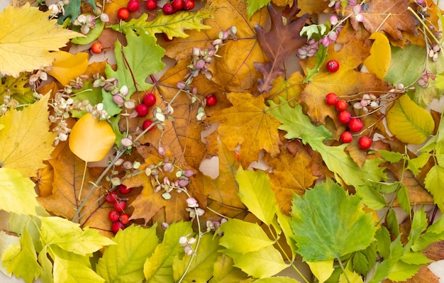 Sfondo autunnale di foglie gialle e verdi cadute, bacche rosse di viburno, vista dall'alto