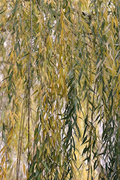 Sfondo autunnale di foglie gialle e verdi di salice piangente