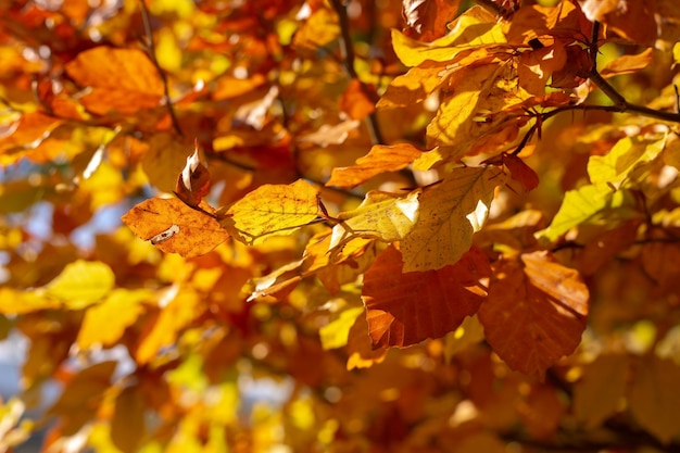 Sfondo autunnale di foglie gialle