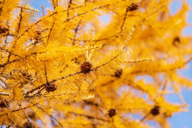 Sfondo autunnale di rami di larice color oro con coni