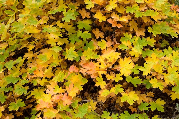 Sfondo autunnale fatto di foglie