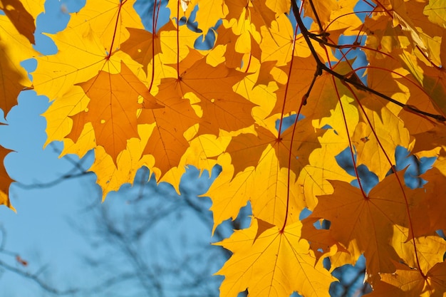 Sfondo autunnale foglie di acero arancione brillante contro il cielo blu