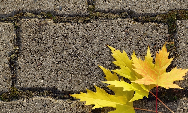 Sfondo autunnale Foglie di acero gialle si trovano sulle lastre di pavimentazione.