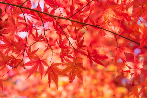 sfondo autunnale, foglie di acero rosso leggermente sfocato