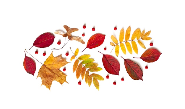 Sfondo autunnale Foglie di autunno e bacche di sorbo Decorazioni autunnali su sfondo bianco Flatlay