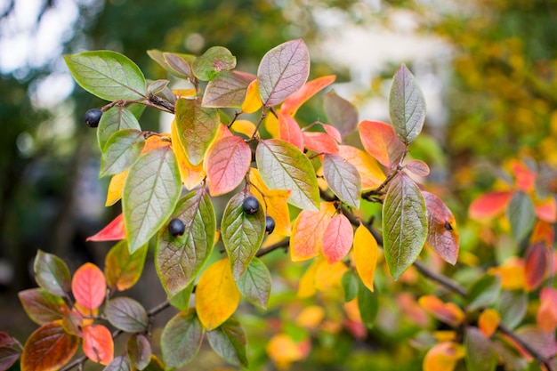 Sfondo autunnale luminoso foglie e frutti di aronia Bush