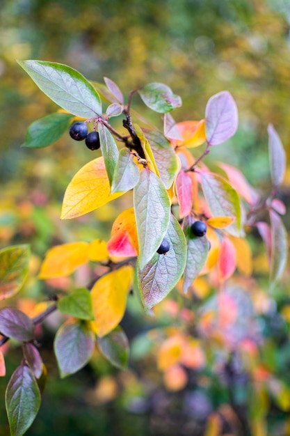 Sfondo autunnale luminoso foglie e frutti di aronia Bush