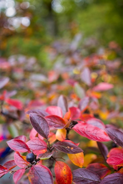 Sfondo autunnale luminoso foglie e frutti di aronia Bush