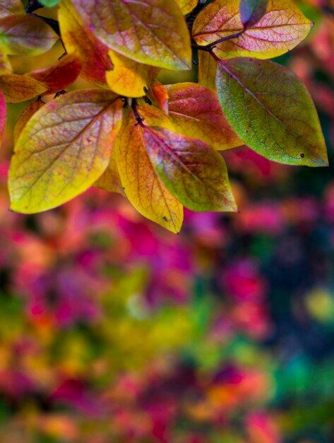 Sfondo autunnale luminoso foglie e frutti di aronia Bush