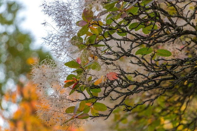 Sfondo autunnale naturale. Primo piano dei rami della scumpia