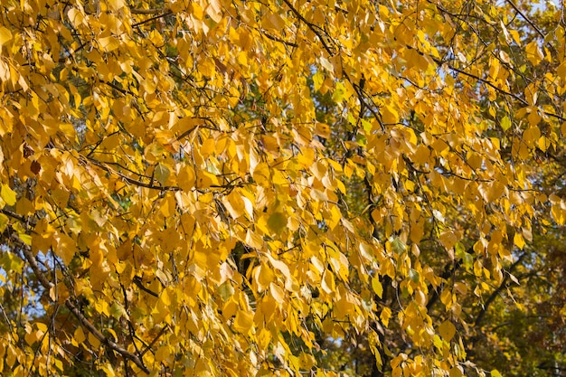 Sfondo autunnale naturale. Primo piano sui rami di betulla con foglie gialle nella foresta.