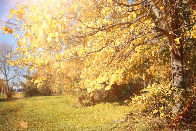 Sfondo autunnale nel parco