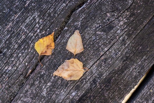 Sfondo autunnale rustico di foglie autunnali e luce solare decorativa su uno sfondo rustico di legno