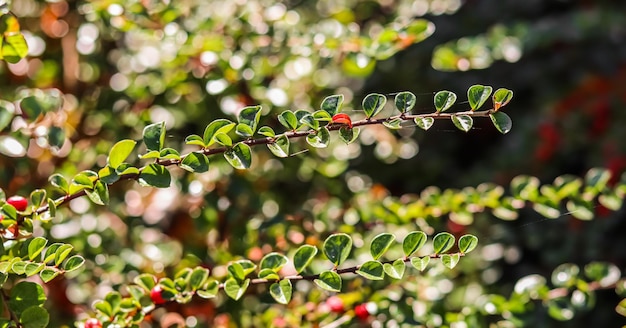 Sfondo autunnale sfocato Ramo di cotoneaster alla luce del sole