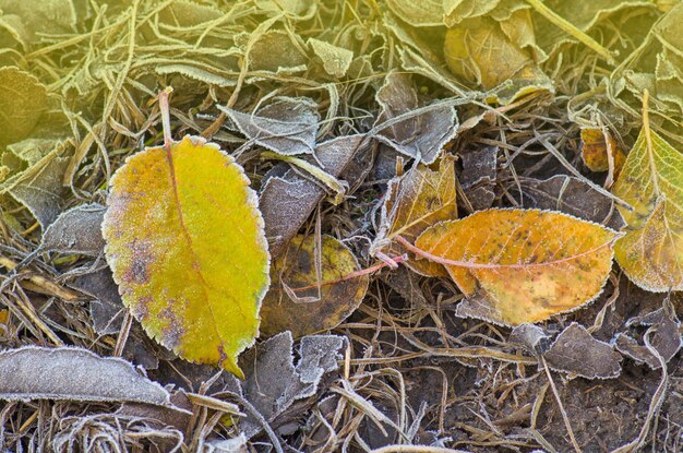 Sfondo autunnale soleggiato Trama foglia d'autunno Foglie colorate che cadono Foglie d'autunno sdraiato sul terreno coperto da neve e ghiaccio