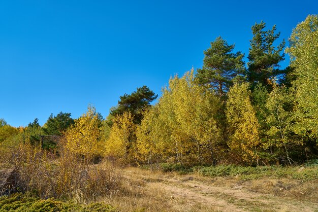 Sfondo autunnale