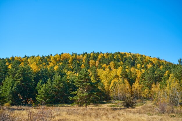 Sfondo autunnale