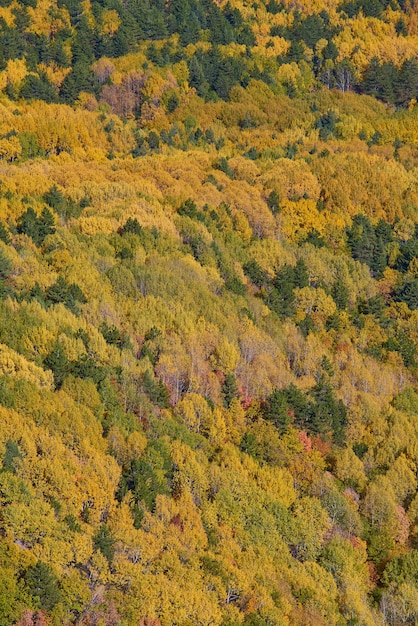 Sfondo autunnale