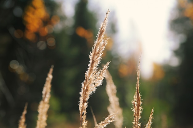 Sfondo autunnale