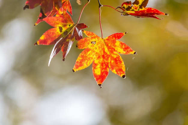 Sfondo autunnale