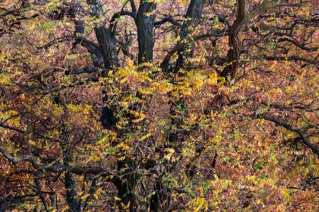 Sfondo autunno con rami di alberi e foglie colorate d'autunnali