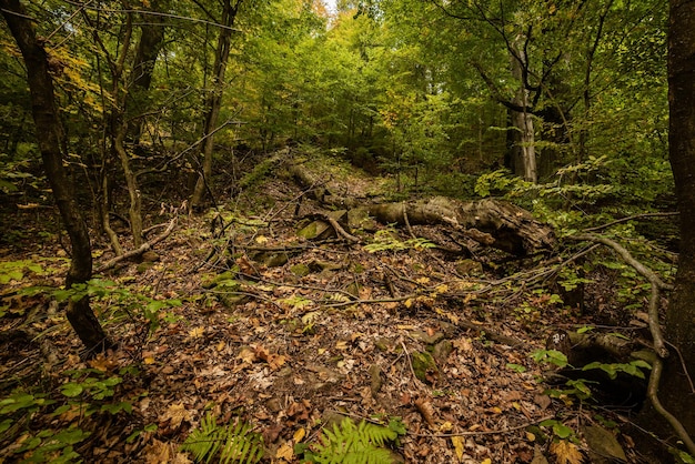 sfondo autunno