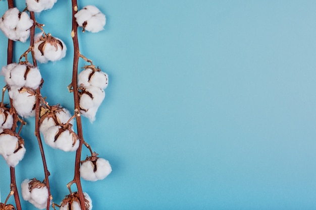 sfondo azzurro femminile con ramo di fiori di cotone. Può essere un biglietto di auguri ed elemento. .