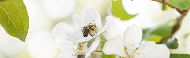 Sfondo banner con ape e rami di albero in fiore produzione di miele e concetto di primavera